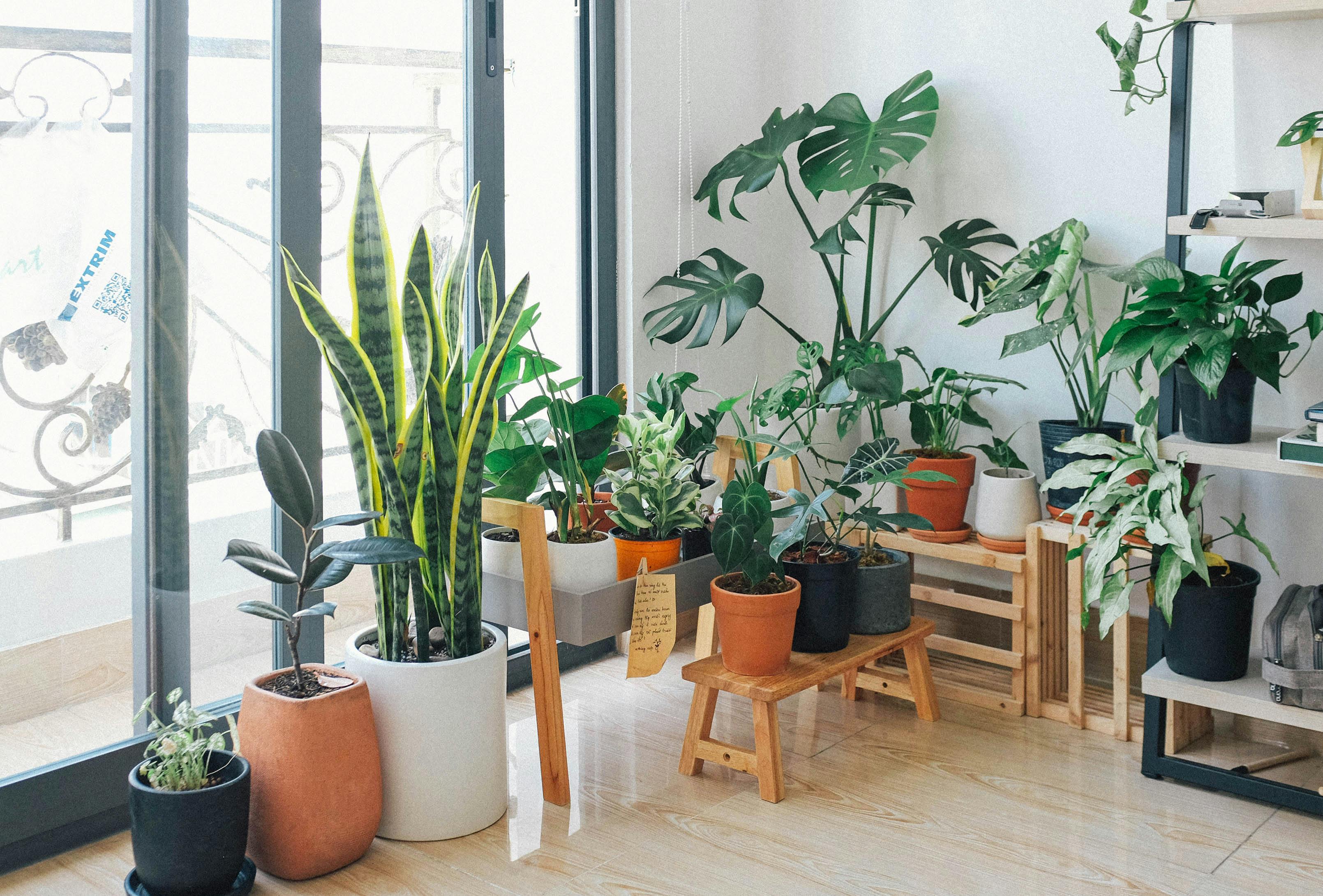 Indoor plants for home decor